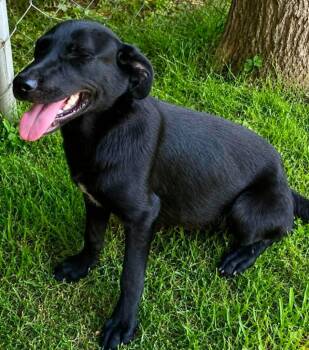 Hildee -  Shepherd and Labrador Retriever Dog for Adoption in El Dorado, Arkansas - Hildee | PetCurious