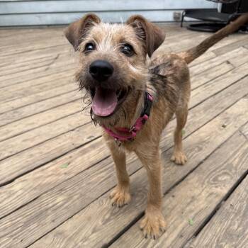 Mixed Breed Dogs Available for Adoption in Medford Lakes, New Jersey - Mayor Scruffernutter | PetCurious