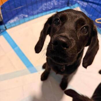 Nebula -  Flat Coated Retriever and Spaniel Dog for Adoption in Savannah, Georgia - Nebula | PetCurious