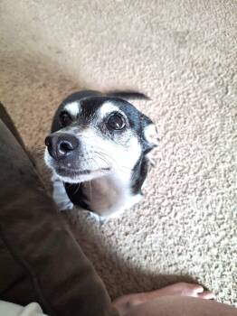 Topanga (tiny sweetie) -  Chihuahua and Dachshund Dog for Adoption in Ithaca, New York - Topanga (tiny Sweetie) | PetCurious