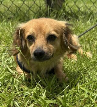 Jelly -  Chihuahua Dog for Adoption in Tarrytown, Georgia - Jelly | PetCurious