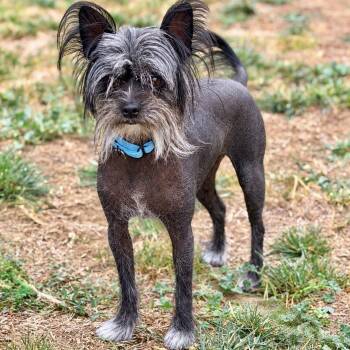 Wilford -  Chinese Crested Dog Dog for Adoption in Mead, Colorado - Wilford | PetCurious