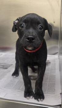 Pit Bull Terrier and Mixed Breed Dogs Available for Adoption in Westland, Michigan - Niamh | PetCurious