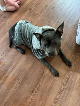 Eira (Eye-Ruh) -  American Staffordshire Terrier Dog for Adoption in Fayetteville, Arkansas - Eira (Eye-Ruh) | PetCurious