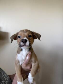 Glory -  Collie Dog for Adoption - Glory | PetCurious