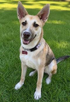 Nyla -  German Shepherd Dog Dog for Adoption in Houston, Texas - Nyla | PetCurious