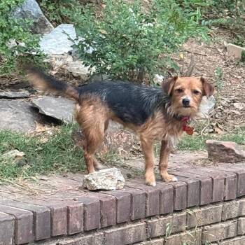 Terrier Dogs Available for Adoption in Helena, Alabama - Keely | PetCurious