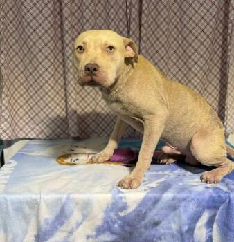 TATER -  Staffordshire Bull Terrier Dog for Adoption in Opelousas, Louisiana - TATER | PetCurious