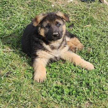 German Shepherd Dog Dogs Available for Adoption in Tacoma, Washington - Ghost | PetCurious