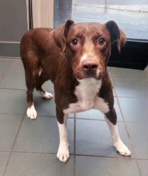 Balloona -  Mixed Breed Dog for Adoption in Nashville, Tennessee - Balloona | PetCurious