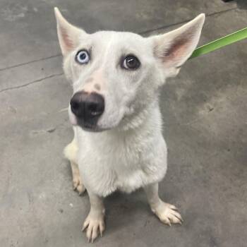 Lily -  Husky Dog for Adoption in Tampa, Florida - Lily | PetCurious