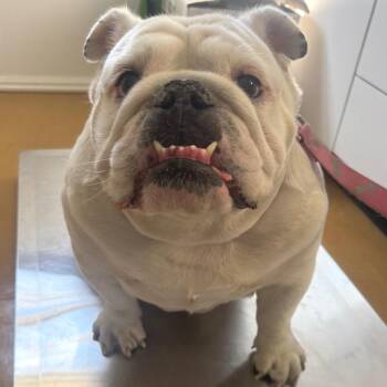 Love Biscuit -  English Bulldog Dog for Adoption in Redwood Valley, California - Love Biscuit | PetCurious