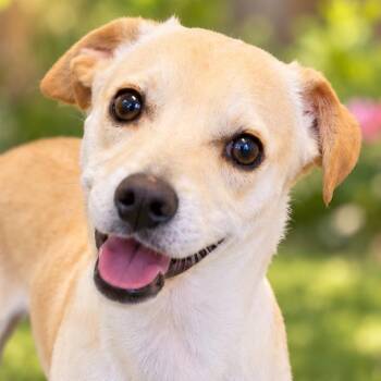 Sid -  Chihuahua and Mixed Breed Dog for Adoption in Wickenburg, Arizona - Sid | PetCurious