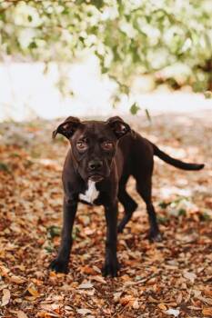 American Staffordshire Terrier and Mixed Breed Dogs Available for Adoption in North Charleston, South Carolina - 91310a Eleanor Rigby | PetCurious