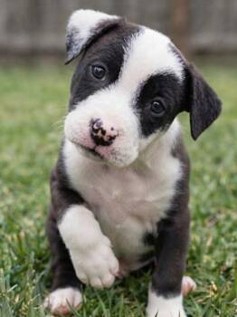 Mochi -  Border Collie and Mixed Breed Dog for Adoption in Crown Point, Indiana - Mochi | PetCurious
