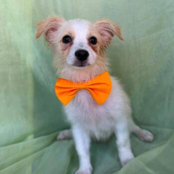 Felipe -  Shih Tzu and Mixed Breed Dog for Adoption in Washington, District Of Columbia - Felipe | PetCurious