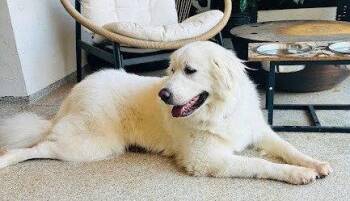 Liberty -  Great Pyrenees Dog for Adoption in Winter Park, Colorado - Liberty | PetCurious