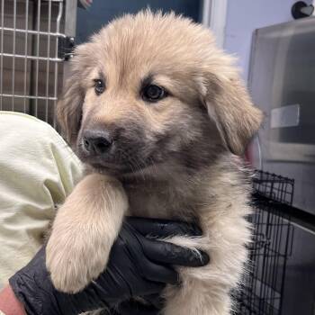 Shepherd and Great Pyrenees Dogs Available for Adoption in Maynardville, Tennessee - Valerie | PetCurious