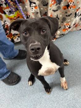 Adaline -  Labrador Retriever and Pit Bull Terrier Dog Available for Adoption in Sapulpa, Oklahoma - Adaline | PetCurious