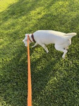 Sunday -  Terrier and Mixed Breed Dog Available for Adoption in Honolulu, Hawaii - Sunday | PetCurious