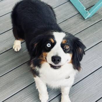 Fizz -  Australian Shepherd Dog for Adoption - Fizz | PetCurious