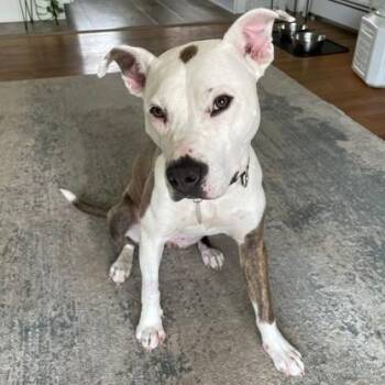 Macy -  Pit Bull Terrier Dog for Adoption in Phoenixville, Pennsylvania - Macy | PetCurious