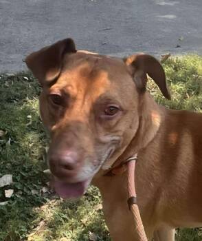 Rescue Hound and Labrador Retriever Dogs for Adoption in Roswell, Georgia - Willy | PetCurious