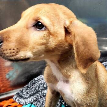 Aughra -  Mixed Breed Dog for Adoption - Aughra | PetCurious