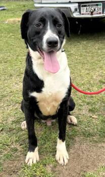 Rescue Hound and Labrador Retriever Dogs for Adoption in Troy, Alabama - Lupin | PetCurious