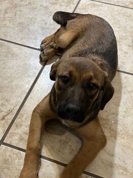 Rescue German Shepherd Dog Dogs for Adoption in Mustang, Oklahoma - Pecan | PetCurious