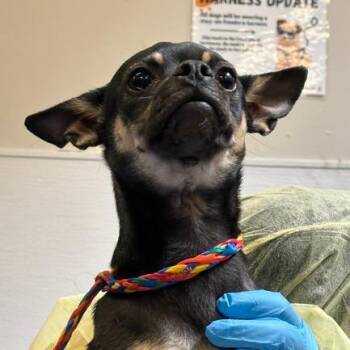 Zippy -  Mixed Breed Dog for Adoption in Murray, Utah - Zippy | PetCurious