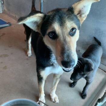 Shepherd Dogs Available for Adoption - Winnie | PetCurious