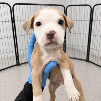 Hans -  American Staffordshire Terrier Dog for Adoption in Portland, Maine - Hans | PetCurious