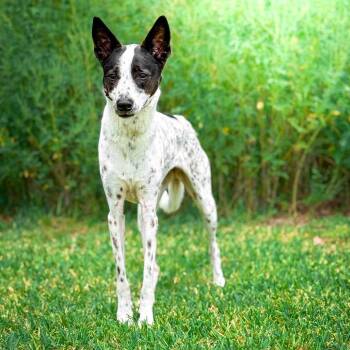 Bindi Sue -  Cattle Dog and Pit Bull Terrier Dog for Adoption in Riverwoods, Illinois - Bindi Sue | PetCurious