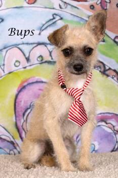 Terrier and Shepherd Dogs Available for Adoption in Gilbert, Arizona - Bups | PetCurious