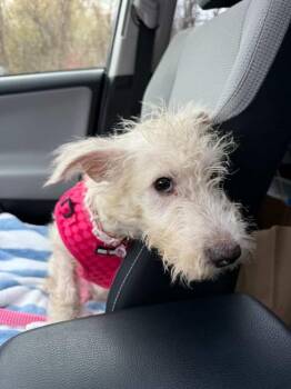 Mixed Breed and West Highland White Terrier Westie Dogs Available for Adoption in Valley Stream, New York - Zelda | PetCurious