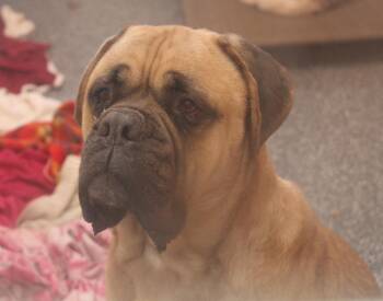 Rescue Mastiff Dogs for Adoption in Marietta, Ohio - Moose (Neutered) (Bonded Pair W/Hazard) | PetCurious