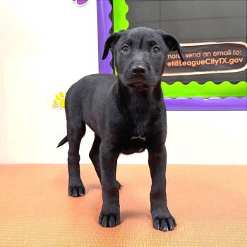 Labrador Retriever Dogs Available for Adoption - Halifax | PetCurious