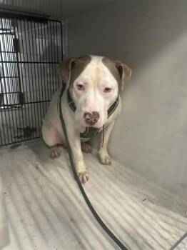 A662037 -  Pit Bull Terrier Dog for Adoption in Houston, Texas - A662037 | PetCurious
