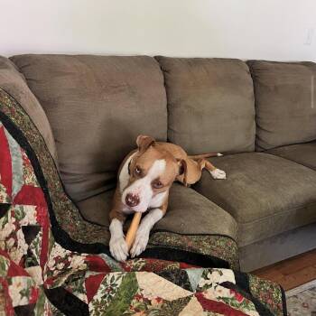 Rescue Mixed Breed Dogs for Adoption in Philadelphia, Pennsylvania - Nolan | PetCurious