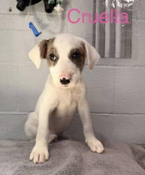 Cruella -  Mixed Breed Dog for Adoption in Fort Worth, Texas - Cruella | PetCurious