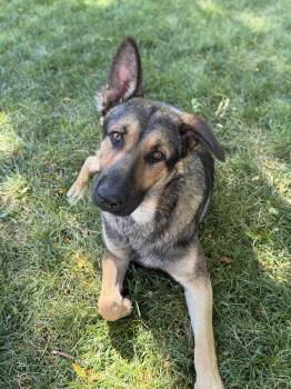 Tyye -  German Shepherd Dog Dog for Adoption in Salt Lake City, Utah - Tyye | PetCurious