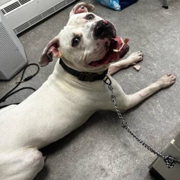 Hercules -  Mixed Breed Dog for Adoption in Philadelphia, Pennsylvania - Hercules | PetCurious