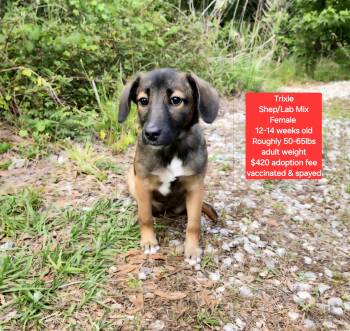 Shepherd and Labrador Retriever Dogs Available for Adoption in Oviedo, Florida - Trixie  | PetCurious