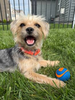 Yorkshire Terrier Dogs Available for Adoption in Whitestown, Indiana - Domino | PetCurious