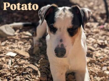 Rescue Australian Cattle Dog Blue Heeler Dogs for Adoption in Crested Butte, Colorado - Potato | PetCurious