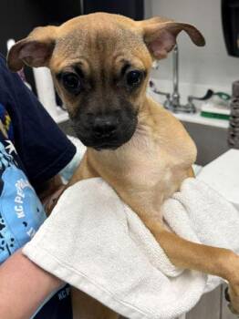 Doodad -  Pug and Mixed Breed Dog for Adoption in Kansas City, Missouri - Doodad | PetCurious