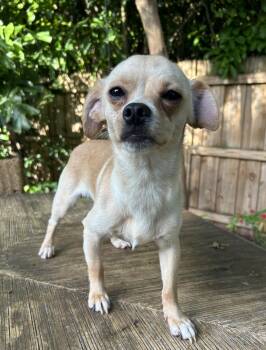 Remy -  Chihuahua Dog for Adoption in Sarasota, Florida - Remy | PetCurious