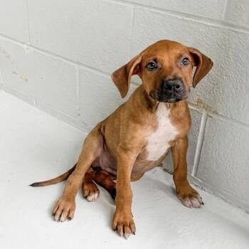 Finley -  Mixed Breed Dog for Adoption in Temple, Texas - Finley | PetCurious