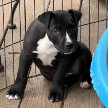 Pit Bull Terrier Dogs Available for Adoption in Little Rock, Arkansas - Vincent | PetCurious